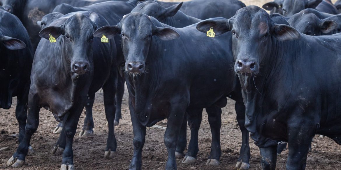 CMN reduz juros de financiamentos a cooperativas rurais pelo Pronaf