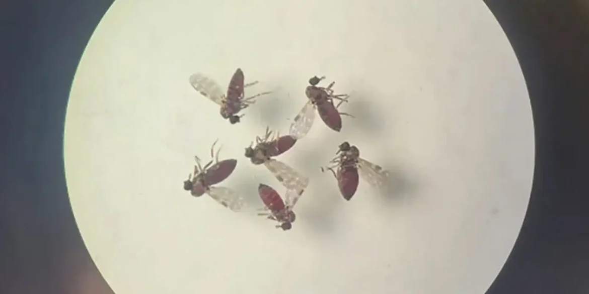 Subnotificados, casos de Oropouche atingem 2% da população brasileira